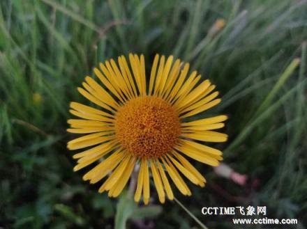 華為麥芒7評(píng)測(cè)：吃雞不卡，拍照有驚喜