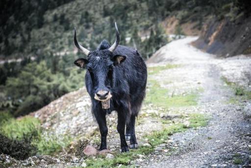 波濤？山路？風(fēng)雨兼程，麥芒無懼挑戰(zhàn)