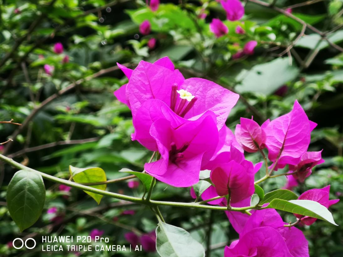 初冬享受室內(nèi)愜意時光 華為P20 Pro讓你發(fā)現(xiàn)更美的生活和自己