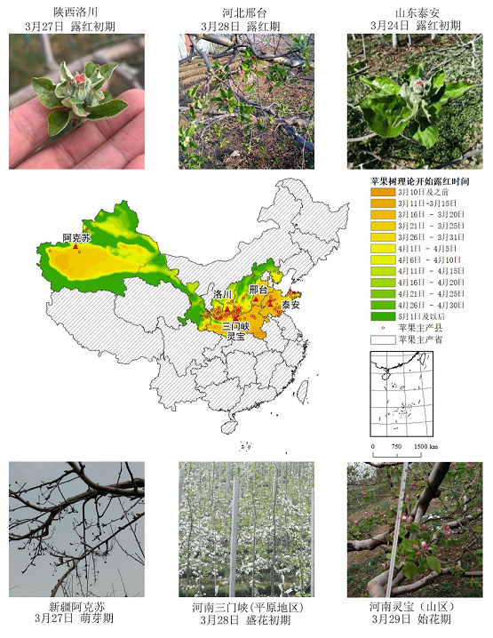 農(nóng)業(yè)農(nóng)村部信息中心與佳格天地聯(lián)合發(fā)布2020年全國主產(chǎn)區(qū)蘋果花期凍害預(yù)警分析