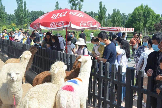 驢跡科技助力衡水野生動(dòng)物園打造歡樂旅游新名片