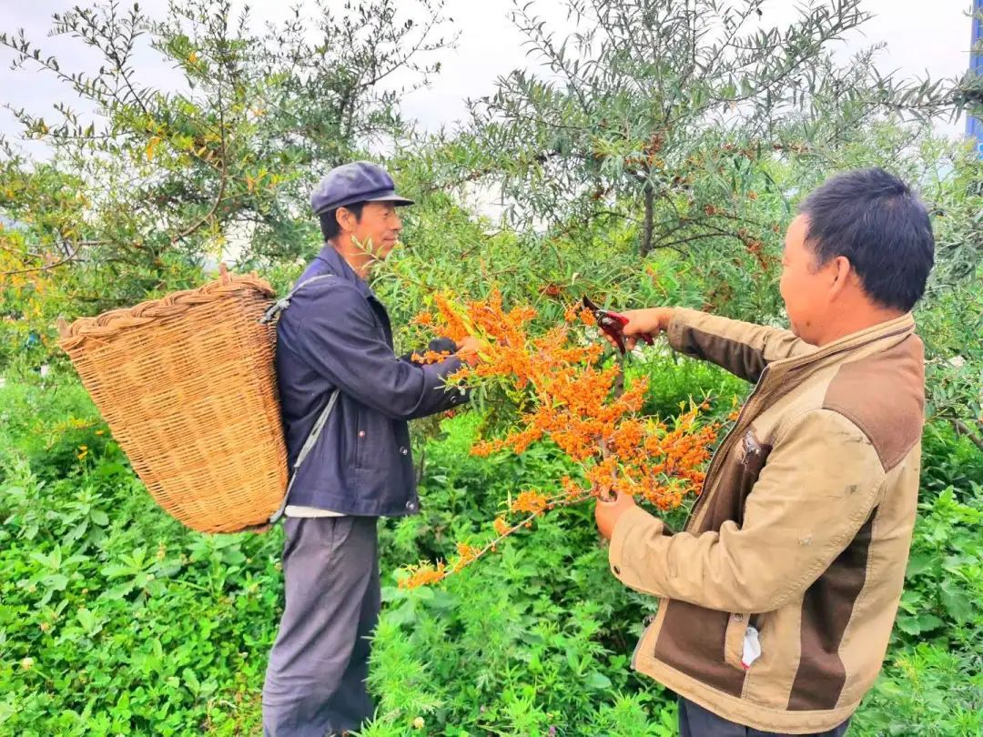 走進(jìn)甘肅艾康沙棘，才知道長(zhǎng)在深山的野生沙棘采摘如此艱辛