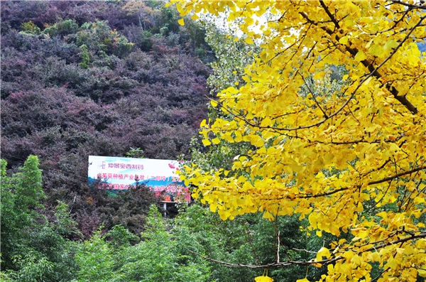 湖北黃岡安品大藥房 十堰九州通走進(jìn)仲景故里宛西制藥