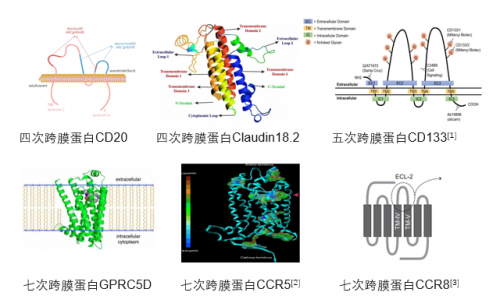 Claudin18.2: ACROBiosystems百普賽斯推出全長多次跨膜靶點蛋白，具使命意義