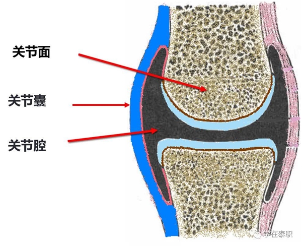 Move free益節(jié)：重視關(guān)節(jié)養(yǎng)護(hù)，拒絕疼痛困擾