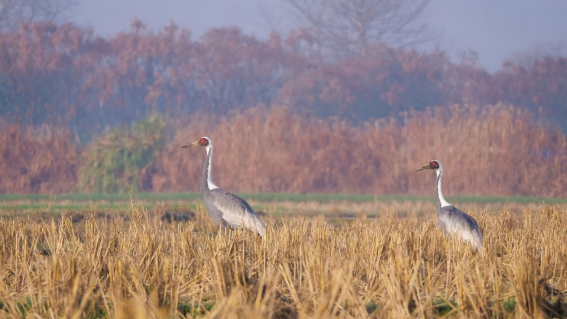 800mm焦距下的野鳥之美