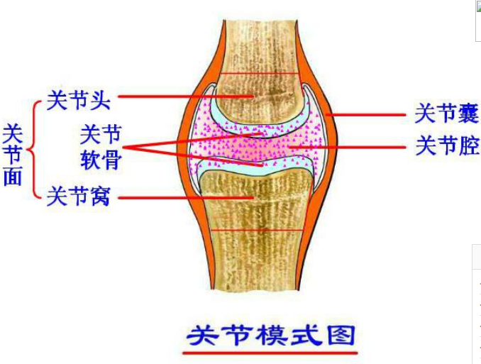 專業(yè)關(guān)節(jié)護(hù)理品牌，Move free益節(jié)守護(hù)中老年關(guān)節(jié)健康