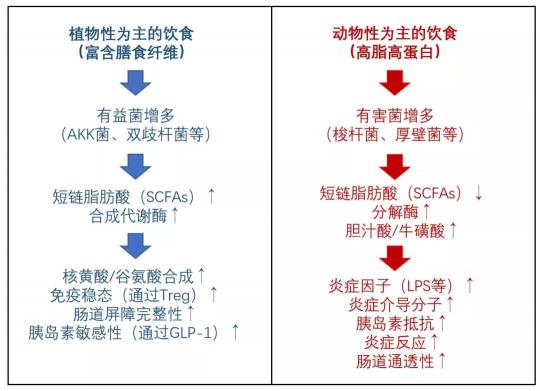 長(zhǎng)期少吃多動(dòng)血糖仍反復(fù)？降糖同時(shí)還要平衡糖尿病腸道菌群