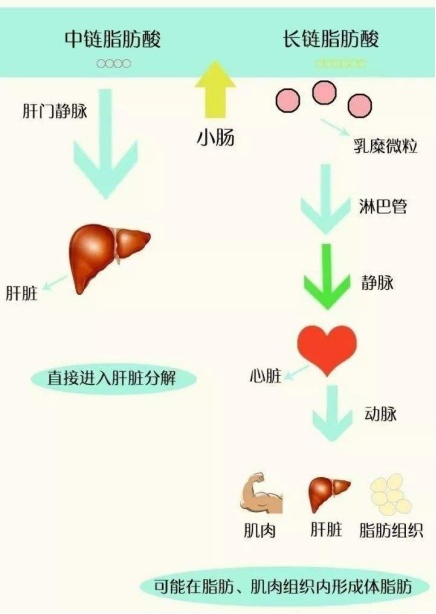 超模閃爆各品牌春季時(shí)裝周，玉鶴鳴助力輕盈狀態(tài)