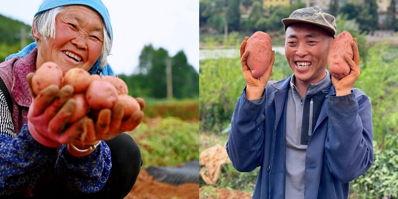 5月底，尋甸回族彝族自治縣倘甸鎮(zhèn)的薯農(nóng)們正忙著收獲洋芋.jpg