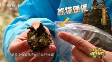 山丘用熊貓便便做紙巾 而且還是食品級！