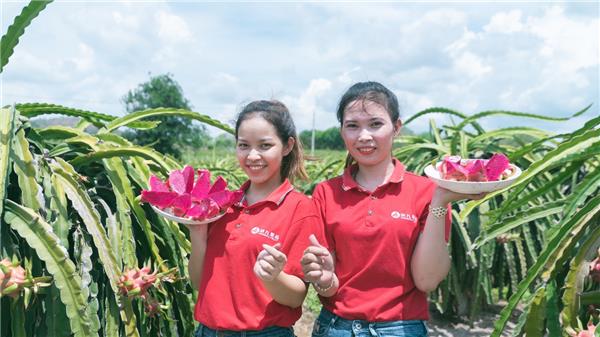 蘇寧快消再下一城，“包圓”越南3萬(wàn)畝火龍果基地