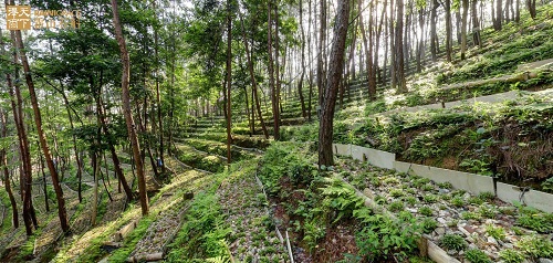 跟兩位局長認識道地藥材——霍山石斛