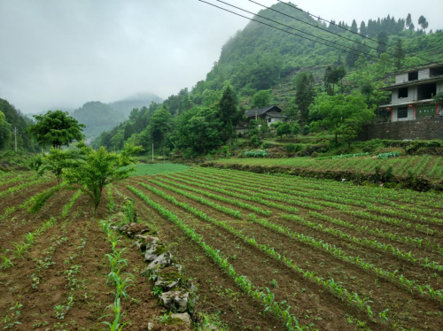 助力貧困縣變身，蘇寧拼購智慧零售賦能優(yōu)勢獲央黨媒點贊