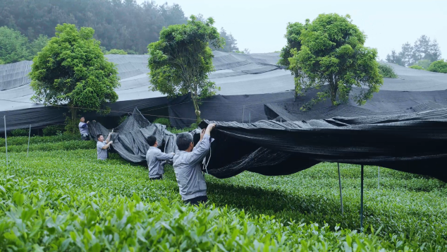 在中國(guó)，你喝到真抹茶的概率有多大？