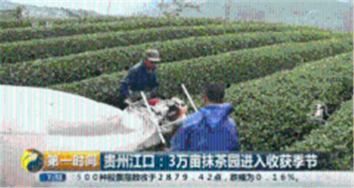 央視主流媒體再次聚焦歐標抹茶