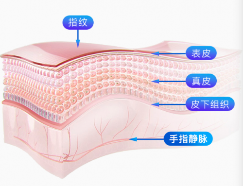 指紋解鎖出現(xiàn)安全隱患，何不試試指靜脈智能鎖？