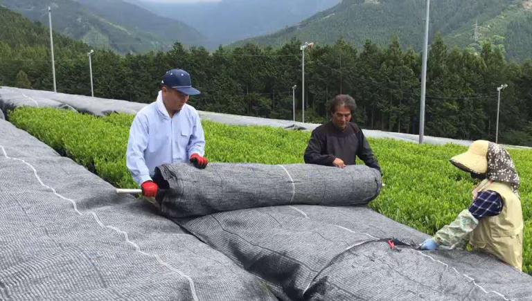 抹茶研究院帶你了解，如何判斷抹茶品質(zhì)下降？