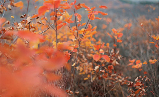 精明“錯(cuò)峰游”看這里!賞最美紅葉，住風(fēng)情民宿，每一處都是仙境!