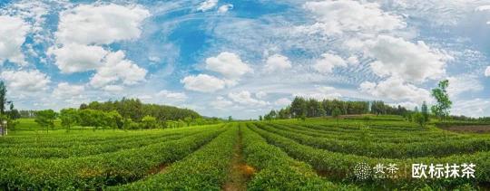 貴茶歐標(biāo)抹茶，天時(shí)地利人和的選擇