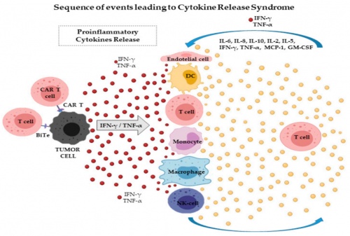 ACROBiosystems百普賽斯抗體矩陣再添新IFN-γ，助力加速生物藥研發(fā)上市進(jìn)程