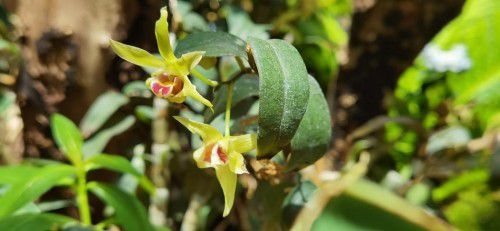 植物醫(yī)生傾情呈獻(xiàn)，石斛蘭面膜帶你共赴高山秘境