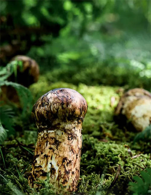 植物醫(yī)生松茸面膜彰顯高山護膚力，植萃成分守護年輕肌