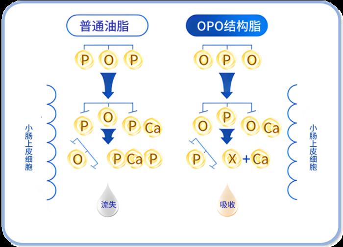 OPO在奶粉中的作用與功效有哪些？精準(zhǔn)科普助力選奶